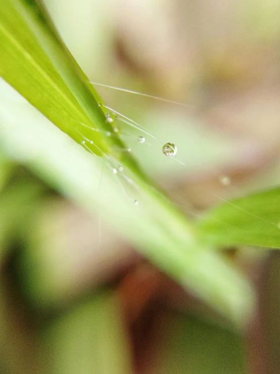 water drop on the green plant leaf with blurry background