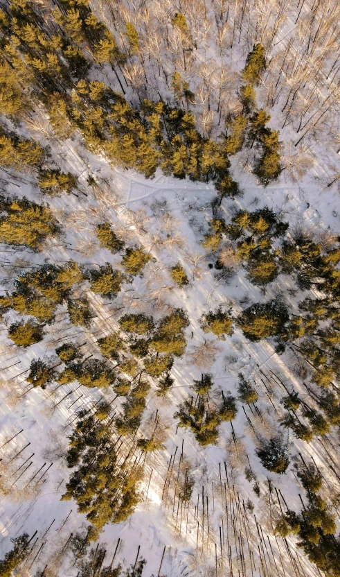 snow covered trees stand out in a field