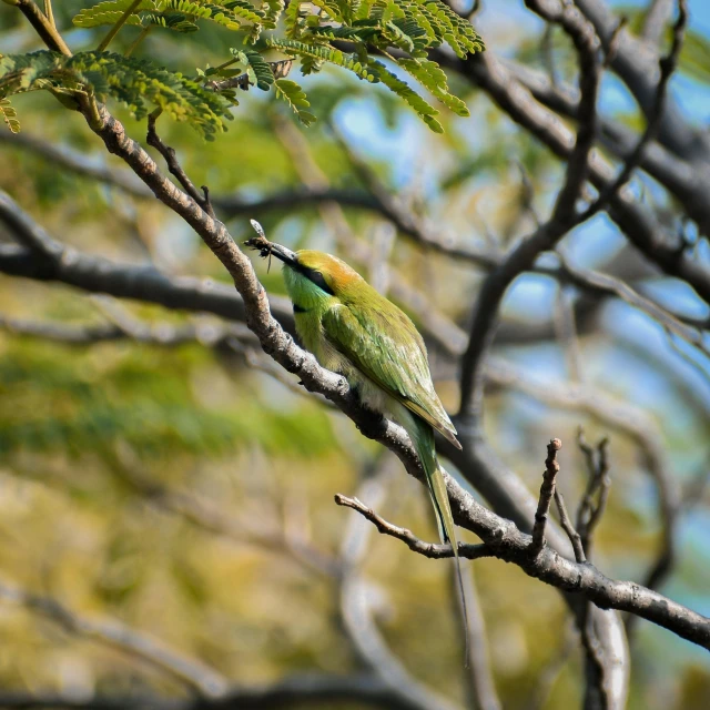 two small birds sitting on the nches of a tree