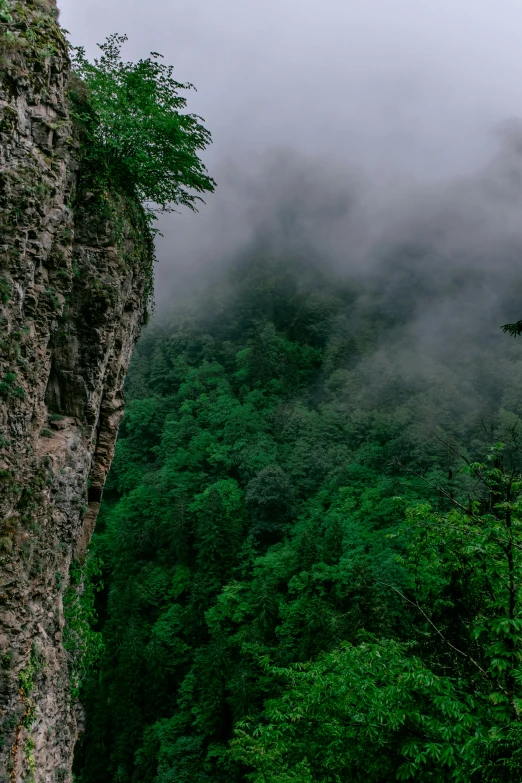 a lush green forest sitting next to a tall cliff