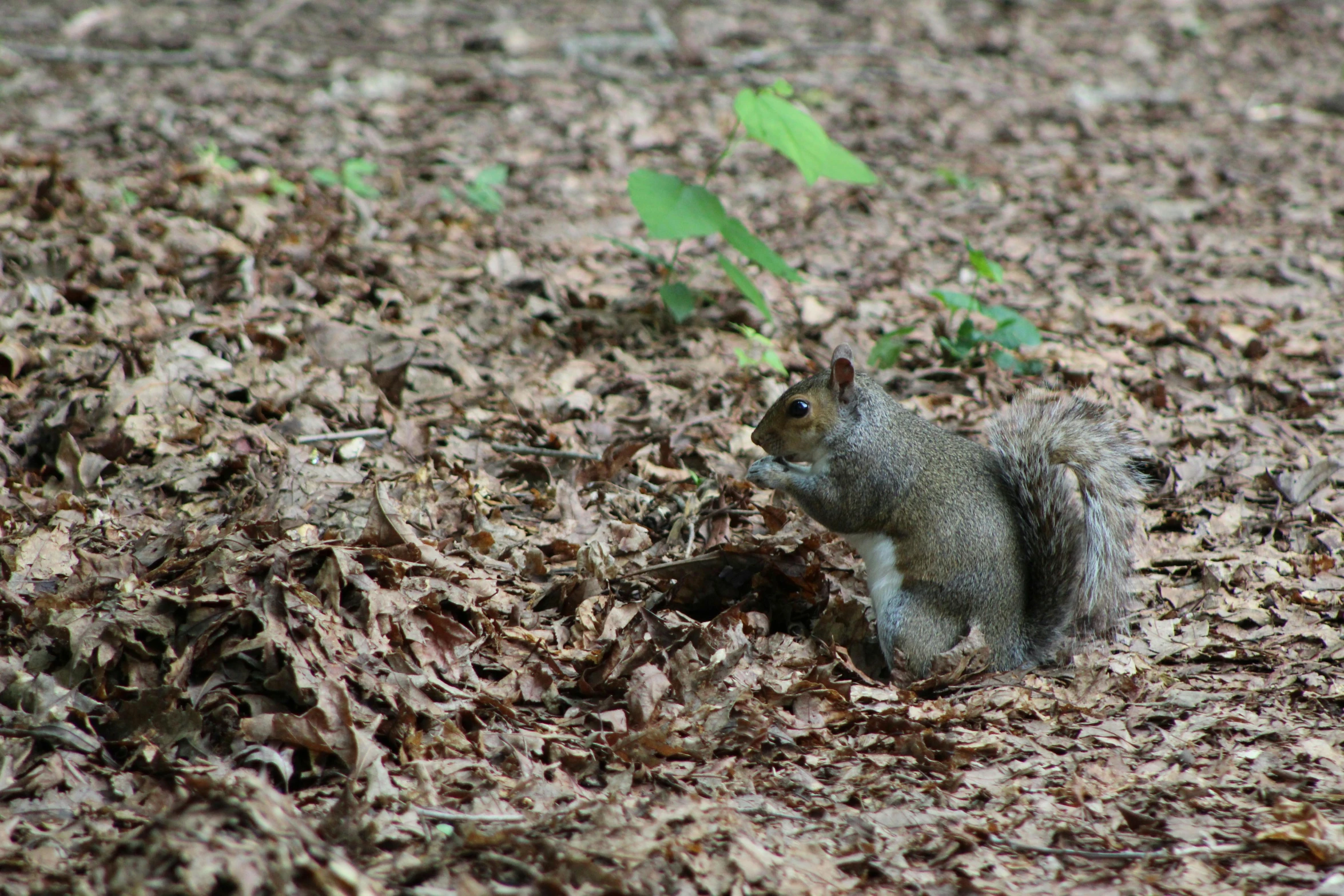 a small squirrel standing on top of a pile of leaves