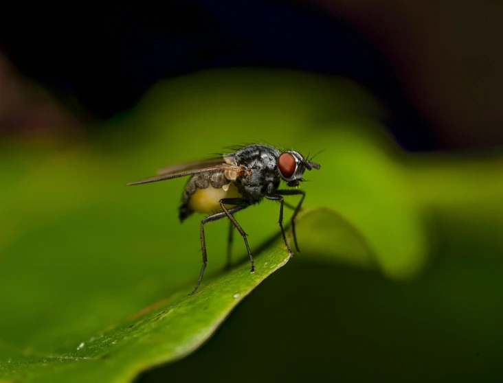 a fly on a leaf on a green stem