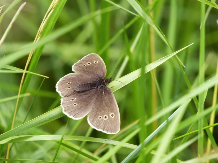 a brown erfly on top of grass