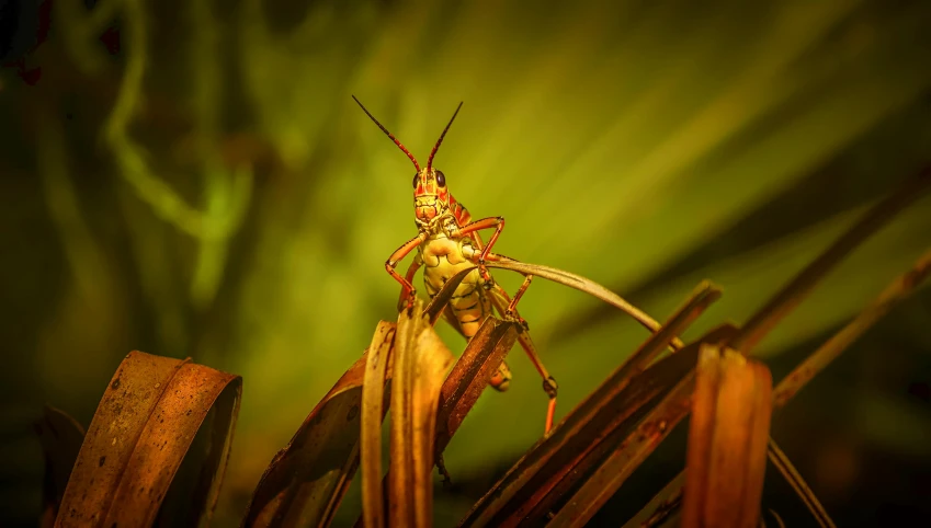 a large insect with long antennae sitting on top of grass