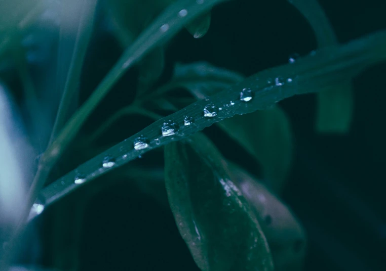 a close up of water droplets on a leaf