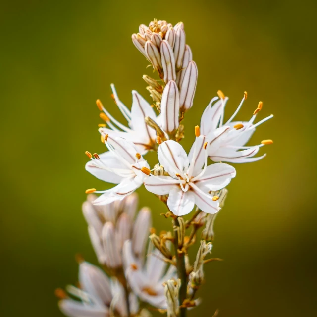 a close - up po of some pretty white flowers