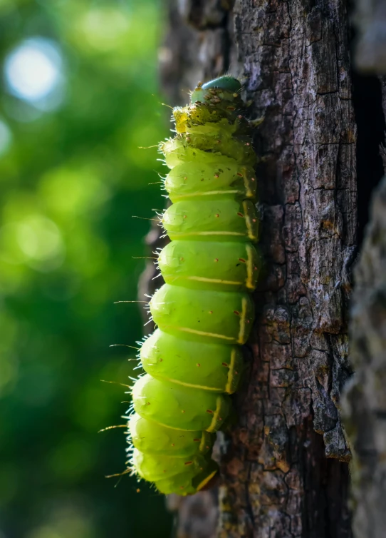 a large caterpillar crawling on top of a tree