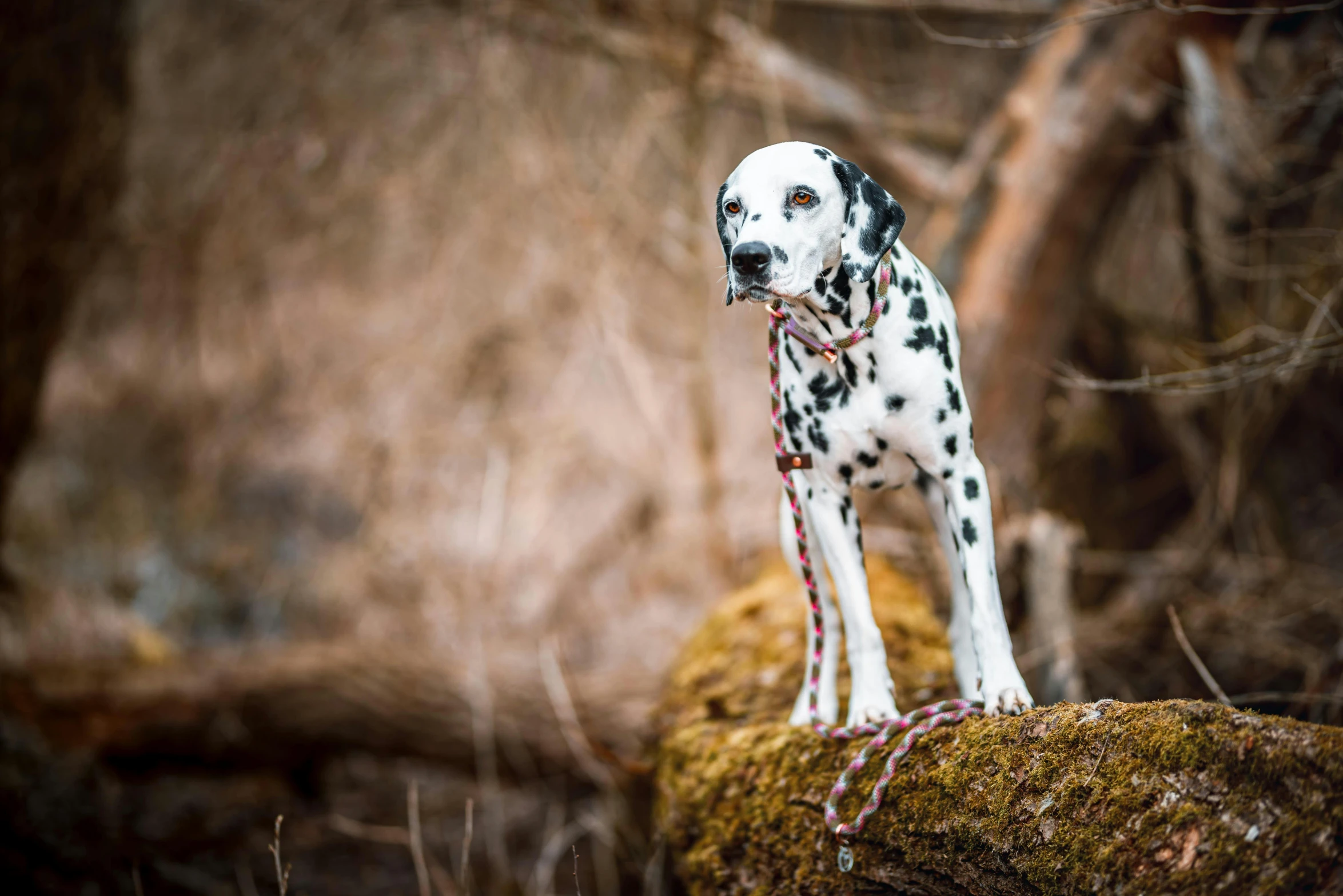 the dalmatian is standing on a rock with rope