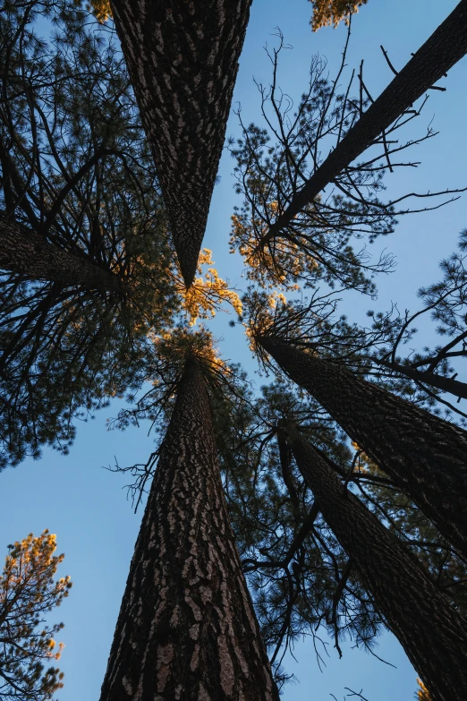 looking up at the tops of tall trees in a forest