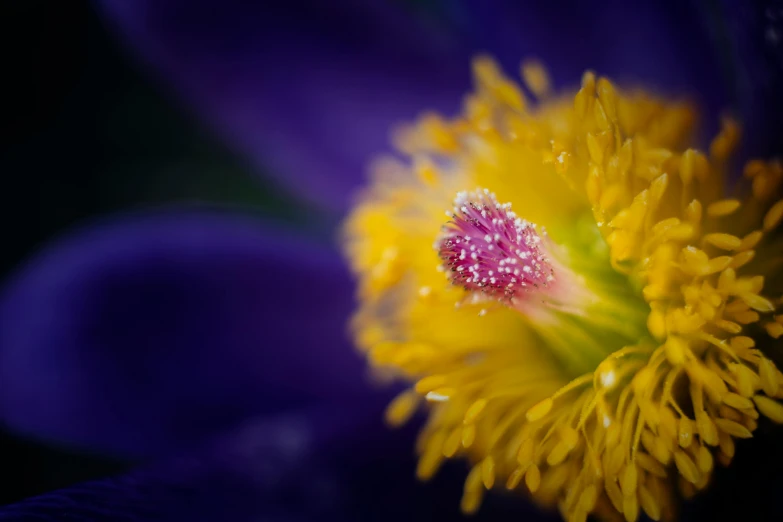 a close up view of a purple flower