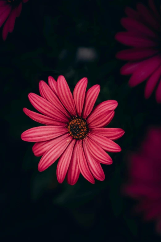 a close up picture of a flower with a dark background