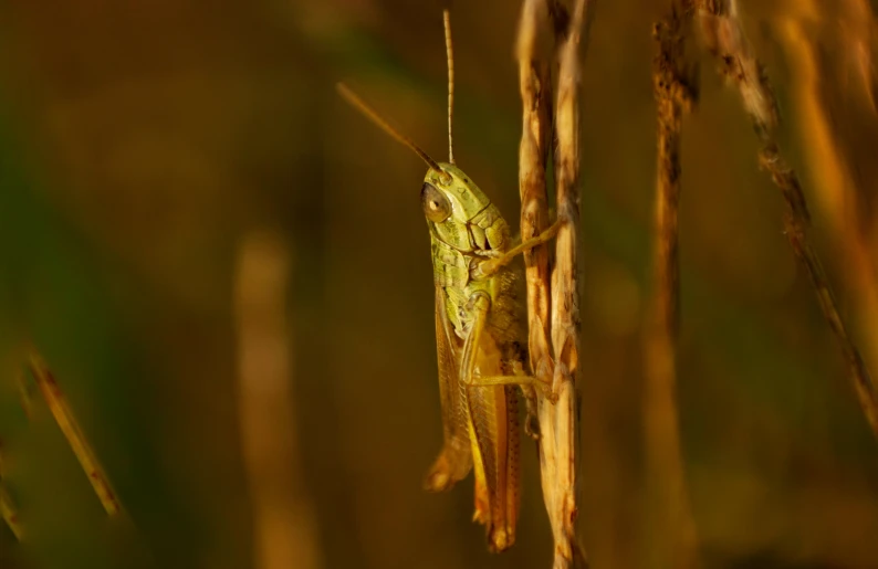 a grasshopper is seen perched on the blade of a bush