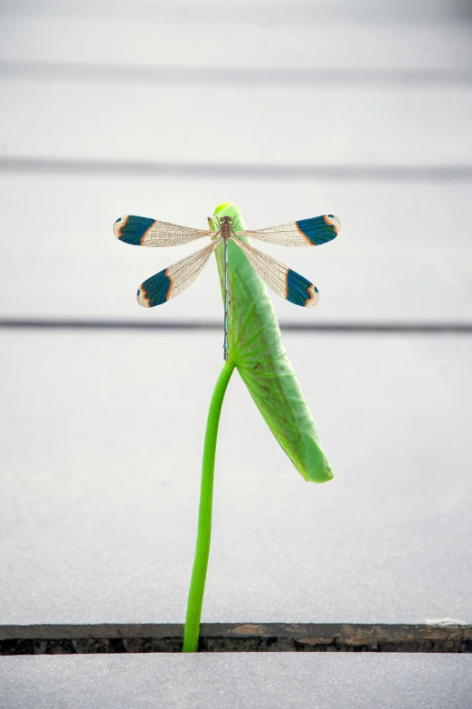 a green flower bud with blue and green flowers on top