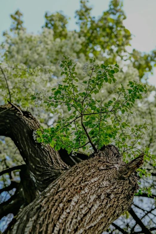 a close up view of leaves and nches of an old, large tree