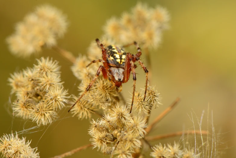 a large spider sitting on top of some yellow flowers