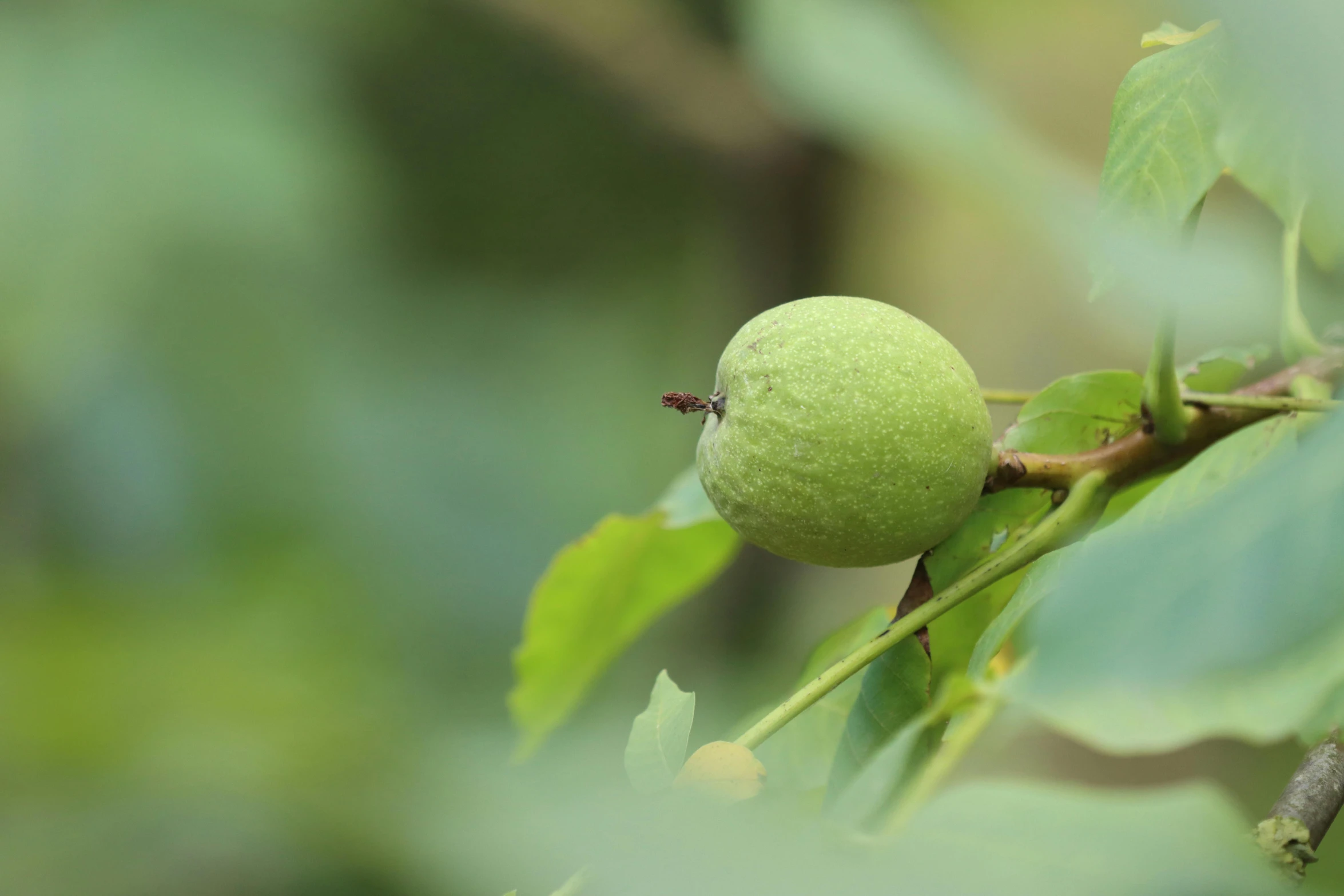 a green pear hanging from a tree on a tree nch