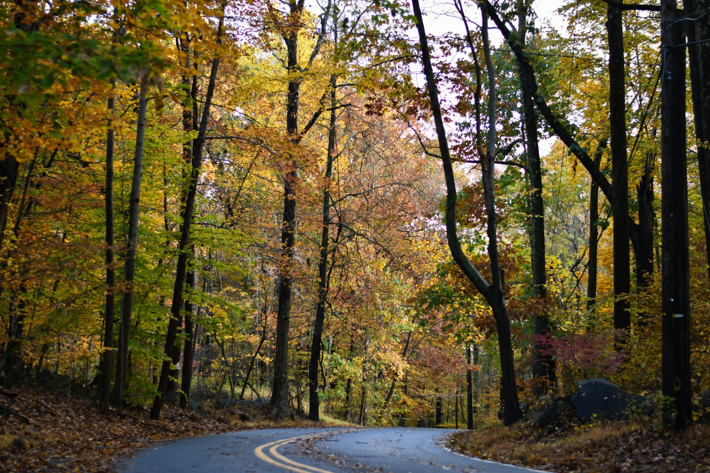 a tree lined road with no one on it