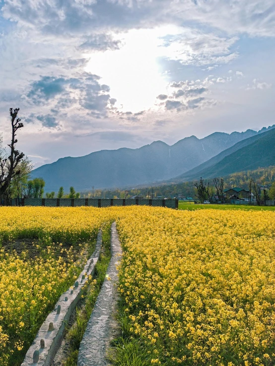 a path on a lush green field in the mountains