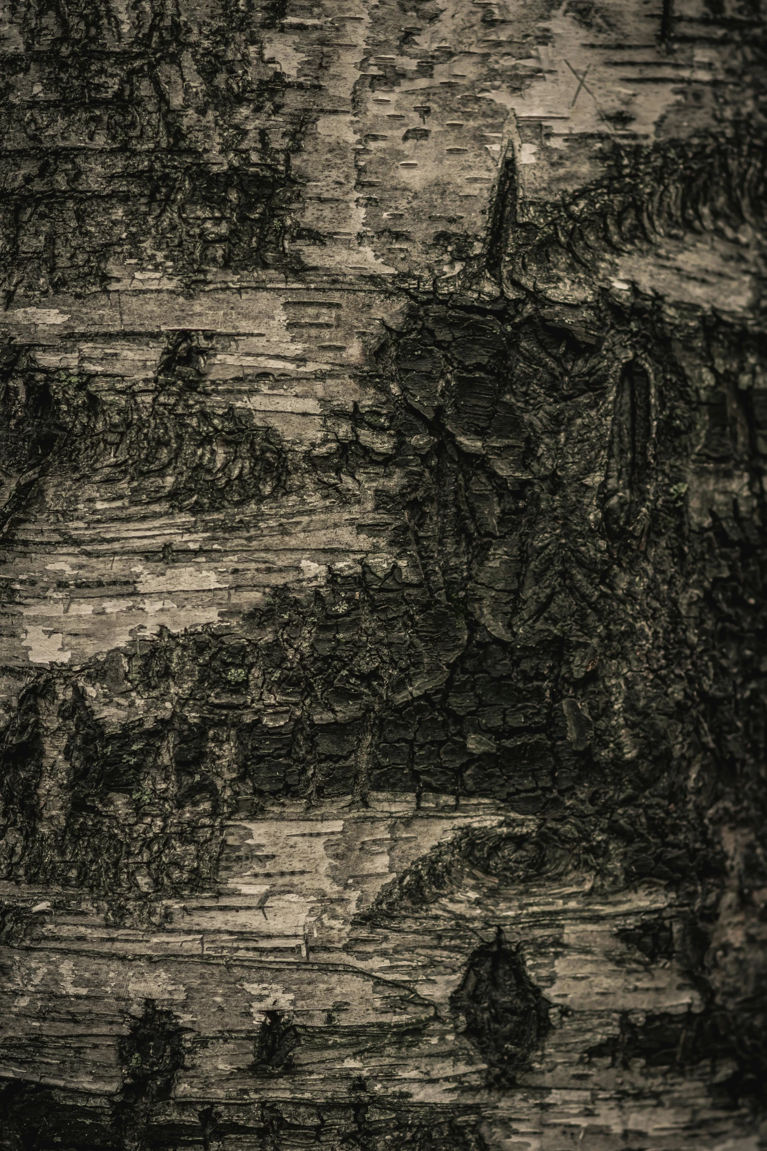 a very artistic looking pograph of a forest