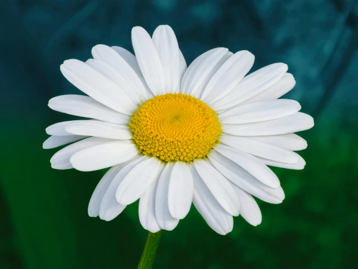 a white flower with a yellow center