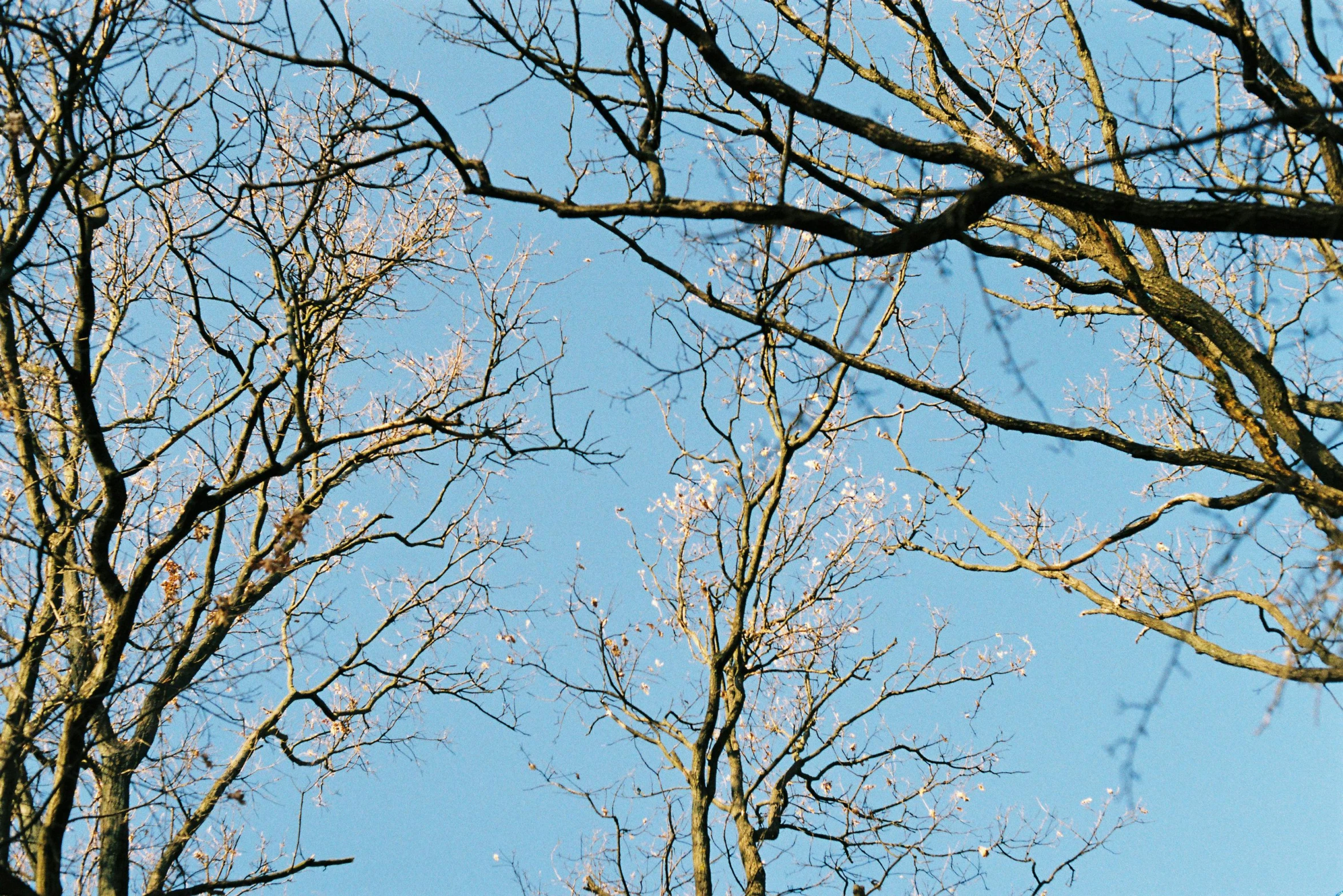 the trees are dead and in front of a blue sky