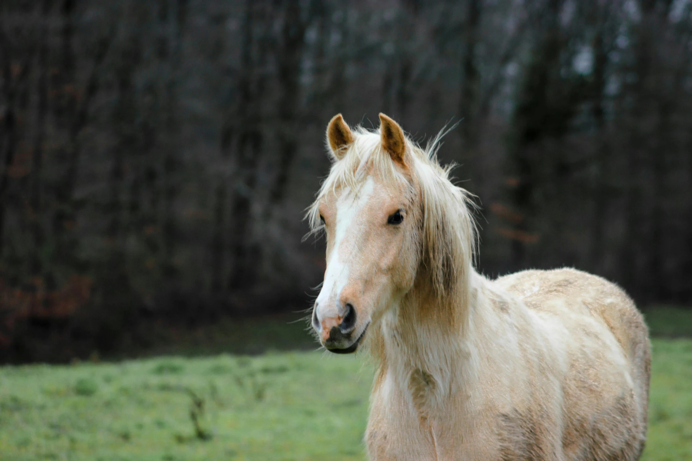 a horse standing in a green grass field