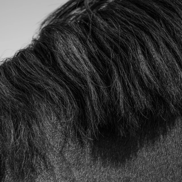 the back end of a black horse showing hair