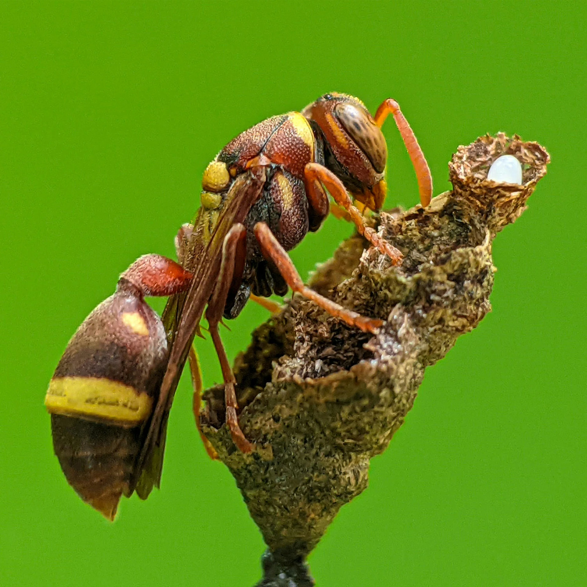 two bees are standing on a tree nch