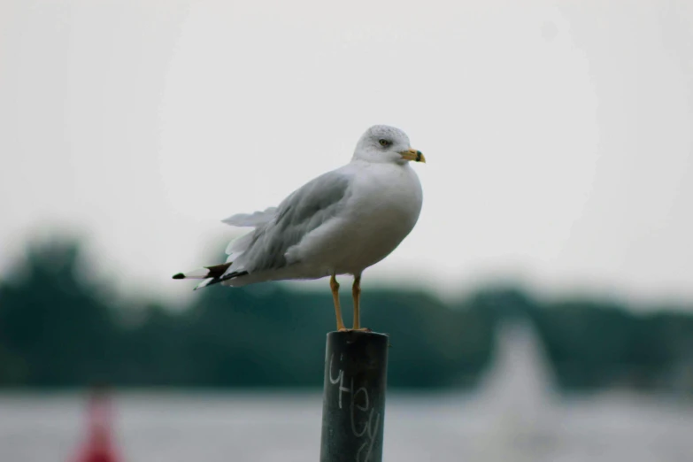 a bird sits on a pole near the water