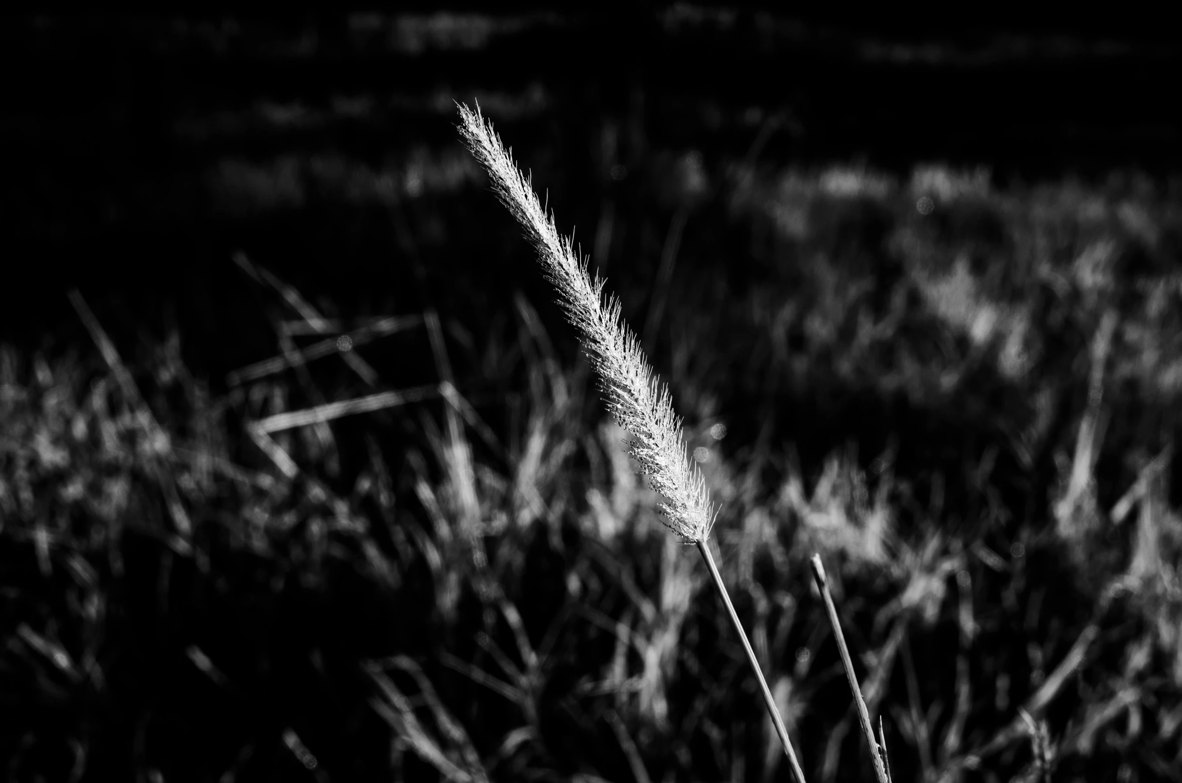 black and white pograph of a dry plant in the grass