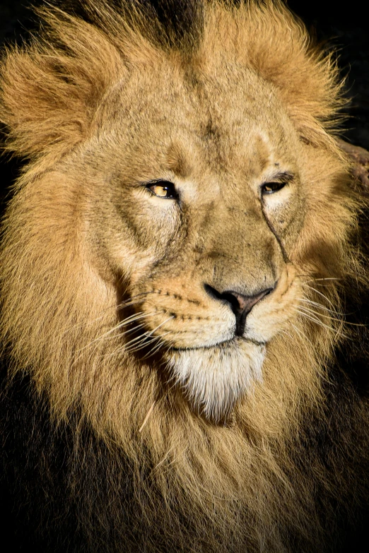 a big lion looking at the camera with the eyes open