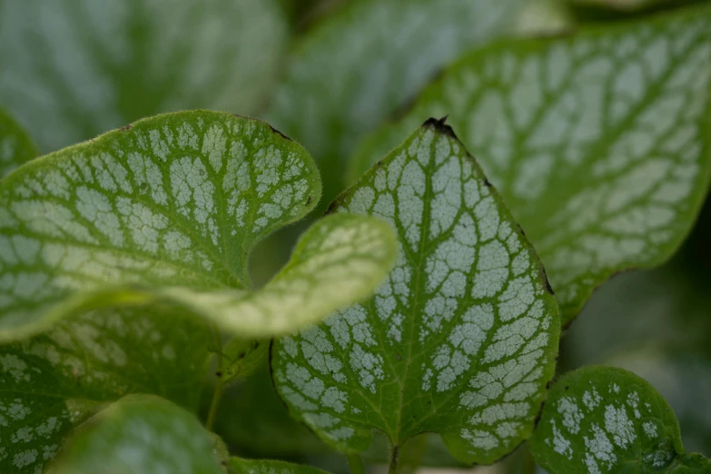 a green plant with lots of green leaves