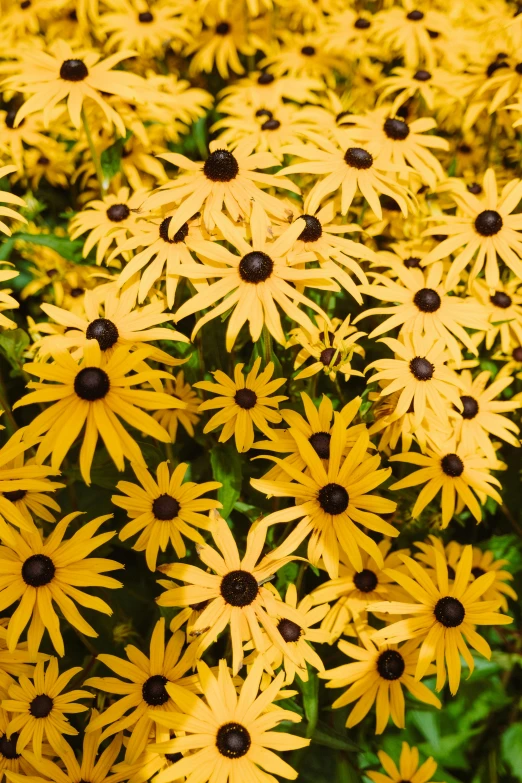 many large yellow flowers in a group together