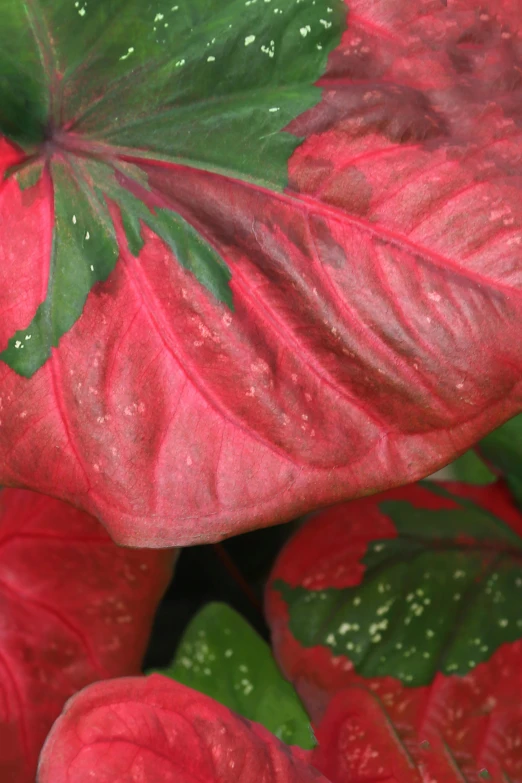 closeup of a red plant with green leaves