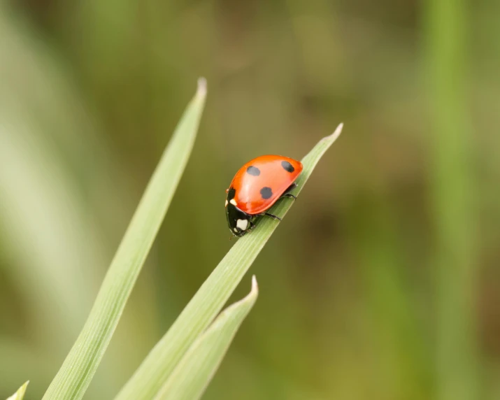 a lady bug sitting on a green leaf