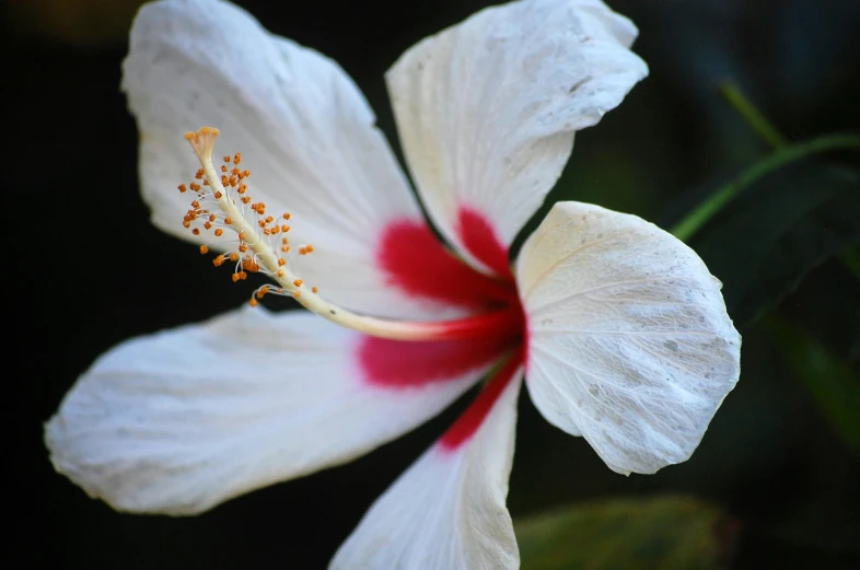 a white flower with a red center is pographed