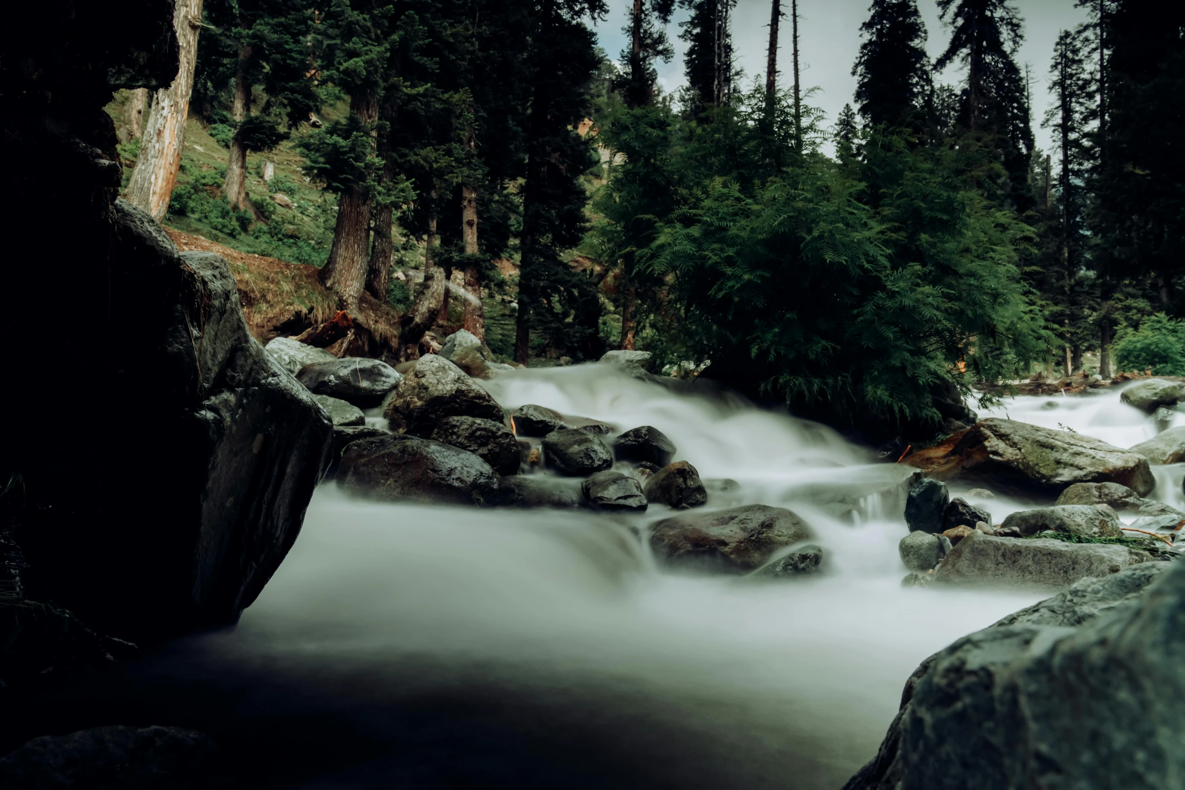 stream flowing in the woods near pine trees