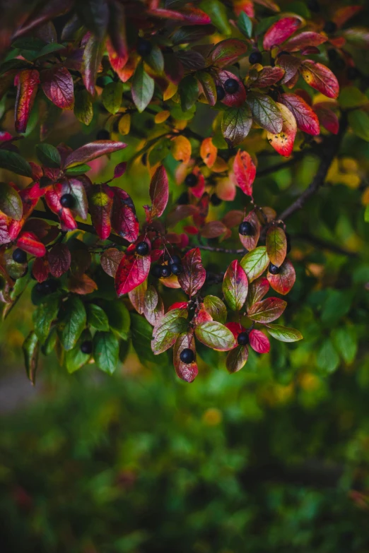 red and green leaves are hanging from the nches