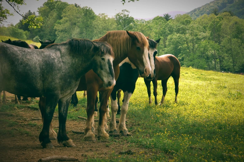 horses standing around looking over at the camera