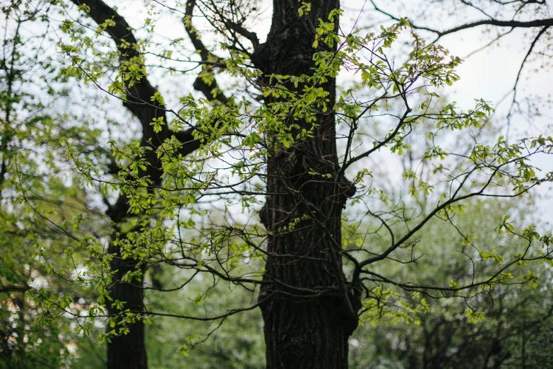 a tree with lots of green leaves next to it