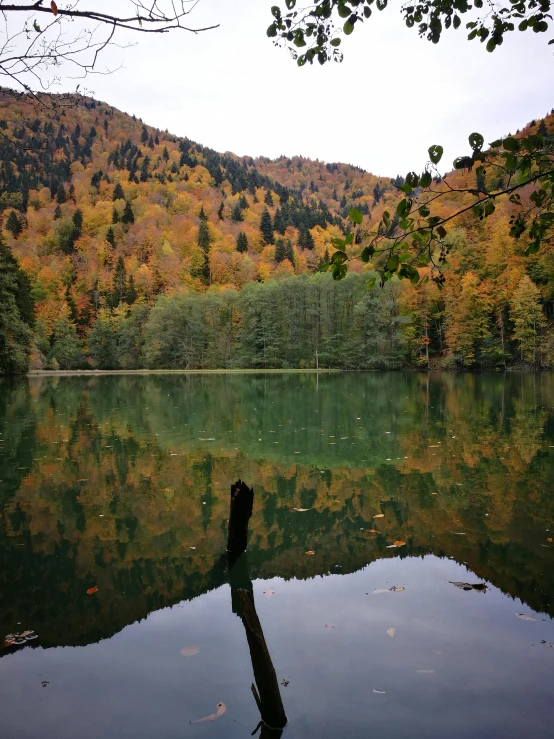 there is a tree in the water near mountains