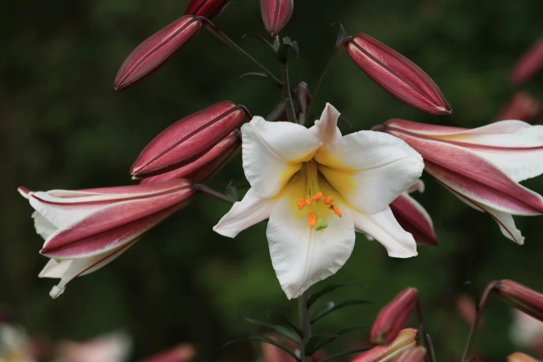 large white and red flowers in the sun