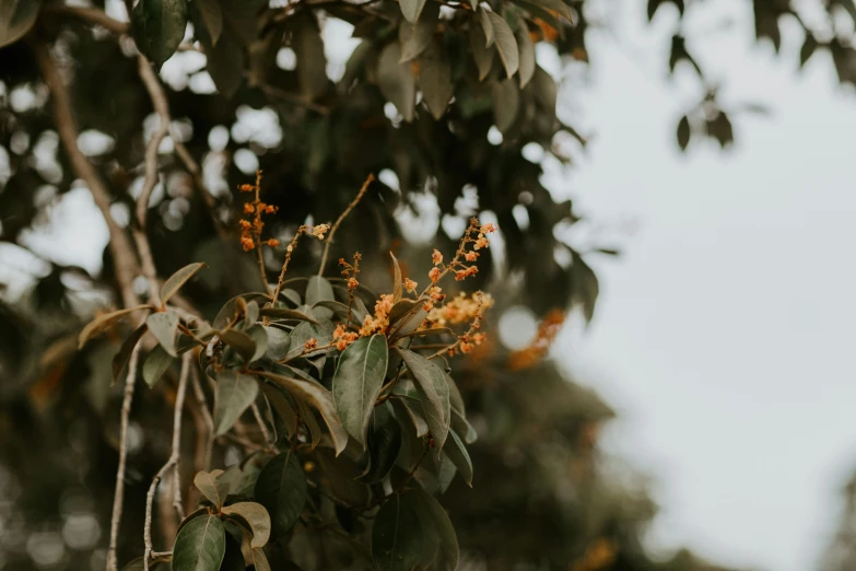 a close up view of some tree nches