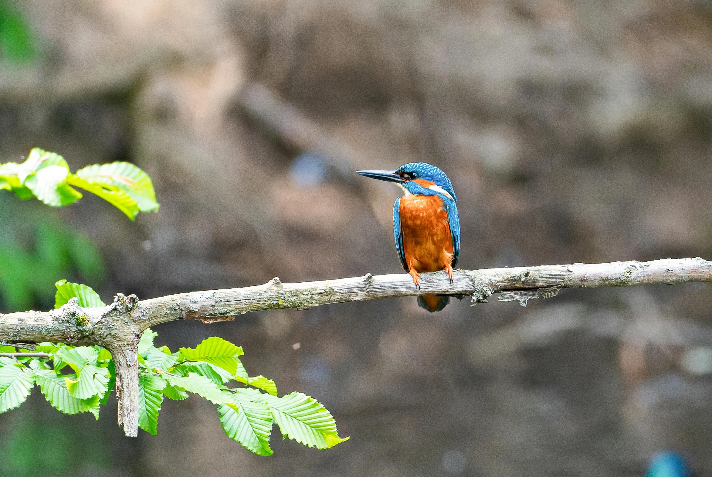 a bird sitting on top of a tree nch