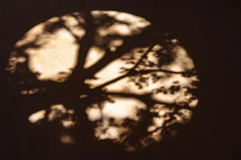 a shadow tree on the ground as seen through a round window