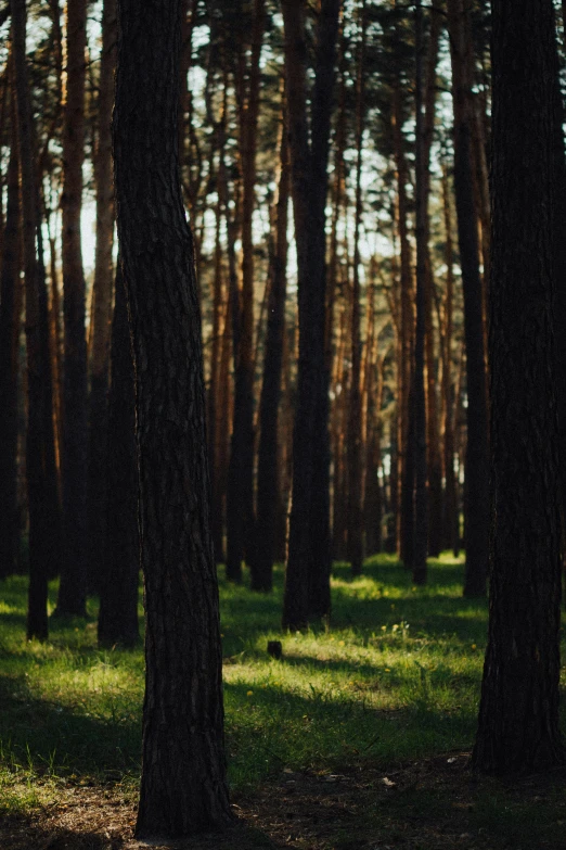 trees with a few leaves and light in the background