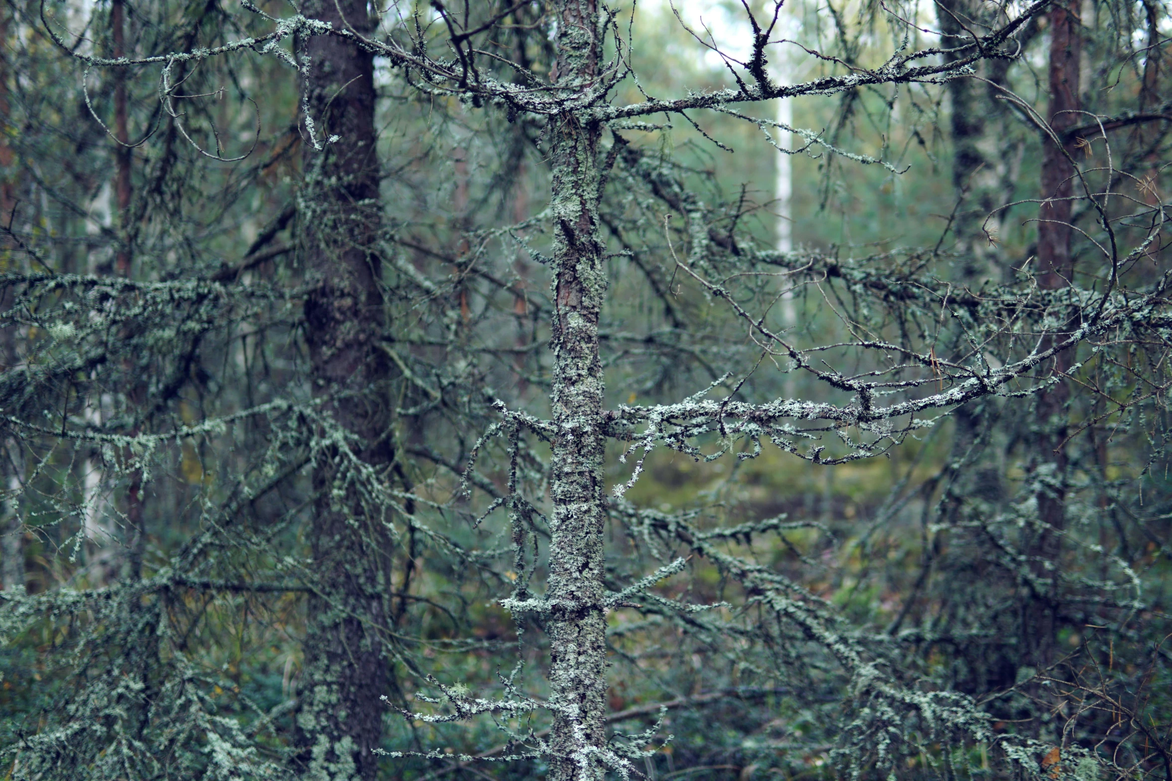 rain in a dark forest with no leaves