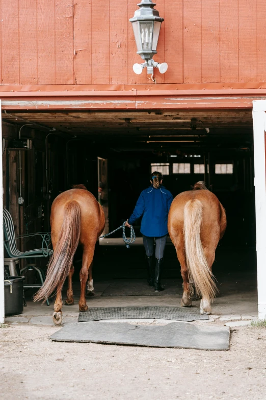 two horses with a rider exiting a barn