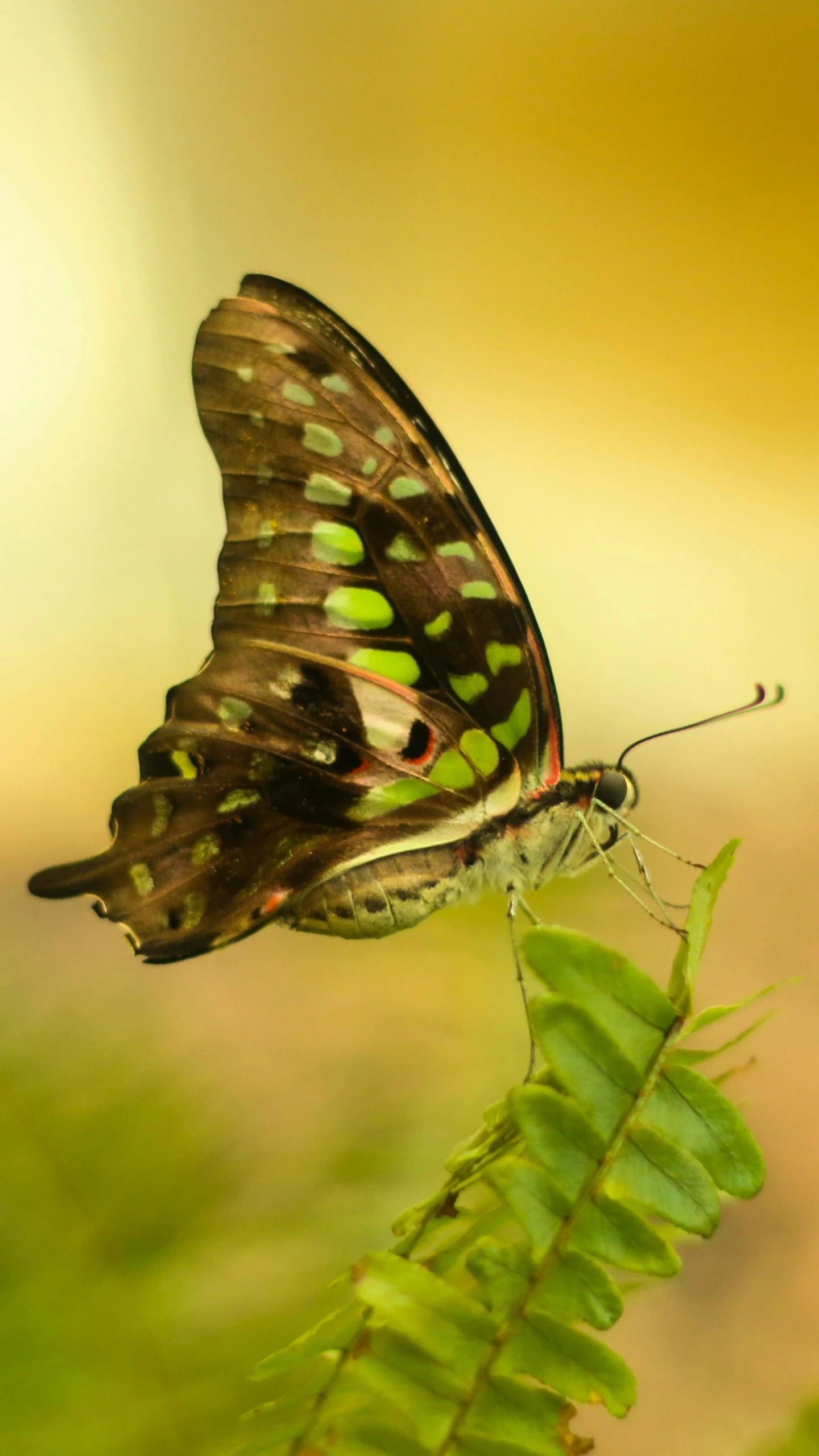 a close up of a erfly sitting on a leaf