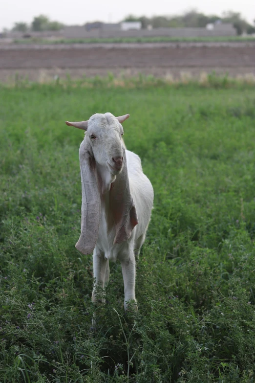 a goat with horns is in the middle of a field